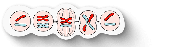 VCP Mitosis
