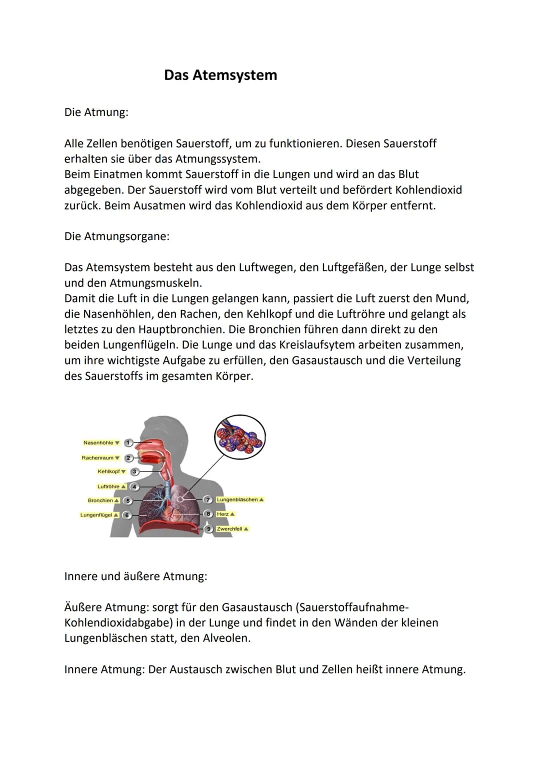 # Das Atemsystem
Die Atmung:
Alle Zellen benötigen Sauerstoff, um zu funktionieren. Diesen Sauerstoff
erhalten sie über das Atmungssystem.